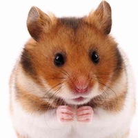 hamster